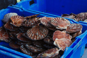 Discover the Magic of Scalloping A picture of Discover the Magic of Scalloping with West Coast Fishing Charters