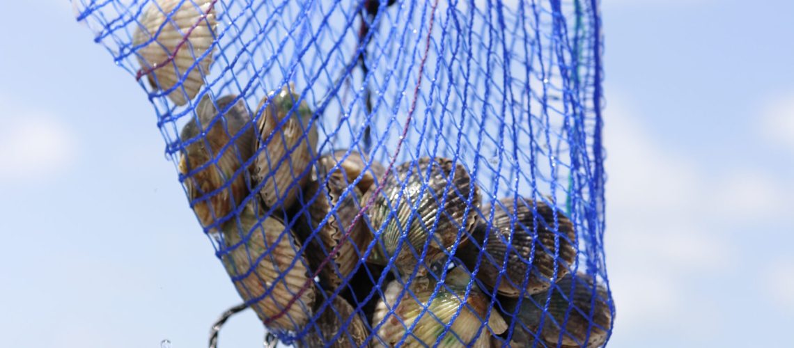 scalloping in pasco